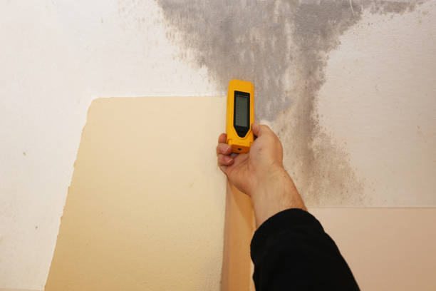 Best Black Mold Removal  in Independence, LA